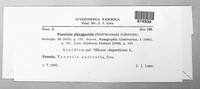 Puccinia phragmitis image